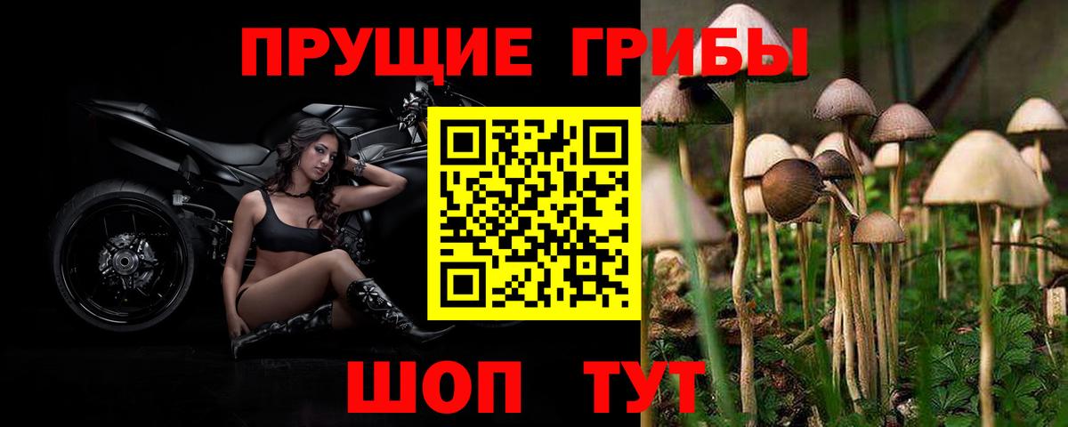 Псилоцибиновые грибы Psilocybine cubensis Барнаул